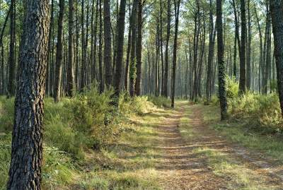 Forêt de pins des Landes